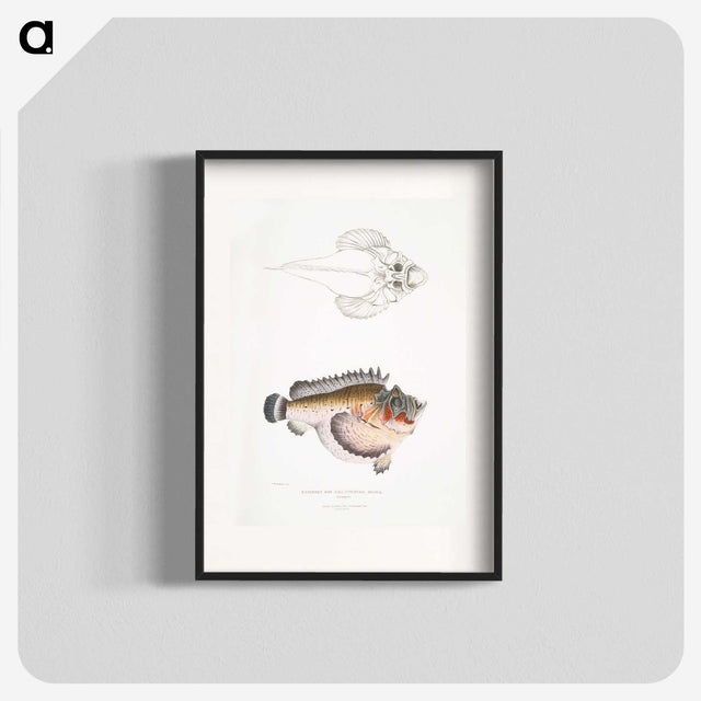 2-6_Indian-Zoology_blk