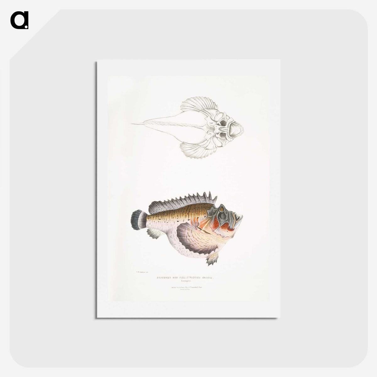 2-6_Indian-Zoology_hagaki