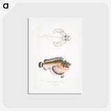 2-6_Indian-Zoology_hagaki