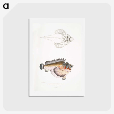 2-6_Indian-Zoology_hagaki