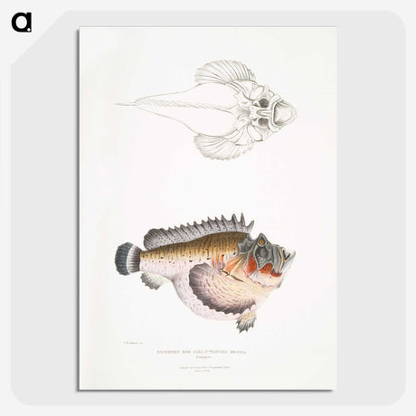 2-6_Indian-Zoology_picture-crop