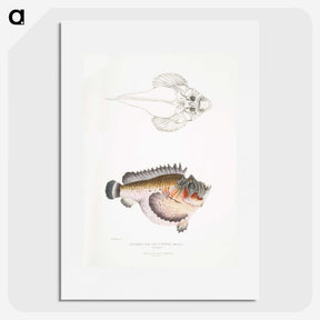 2-6_Indian-Zoology_picture