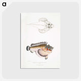2-6_Indian-Zoology_postcard