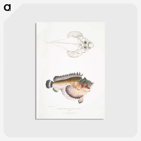 2-6_Indian-Zoology_postcard