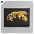 2-6_Insects-Unlocked-Project_canvas