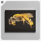 2-6_Insects-Unlocked-Project_canvas