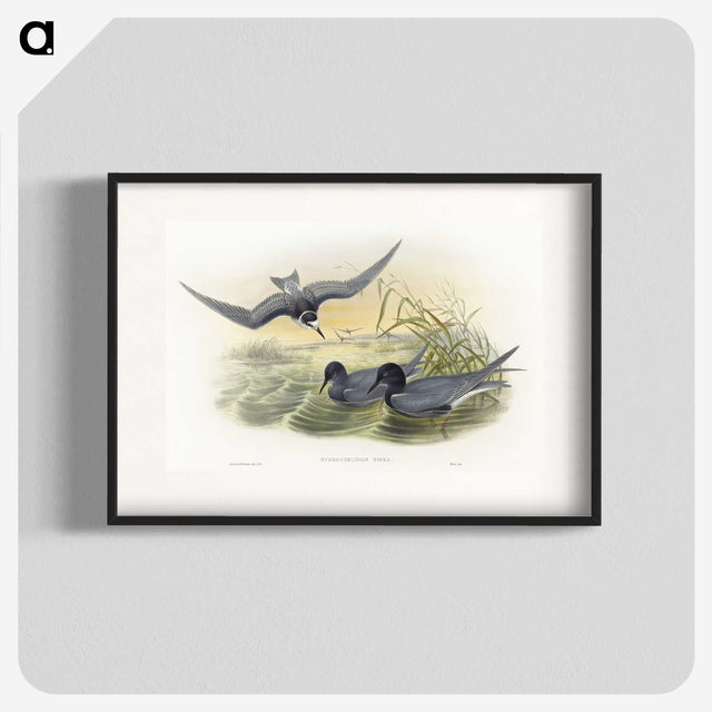 2-6_John-Gould_blk