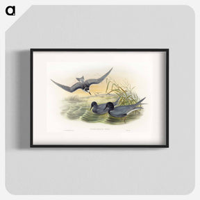 アートポスター-Hydrochelidon nigra
 - ジョン グールド Poster.