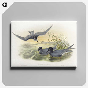 2-6_John-Gould_canvas