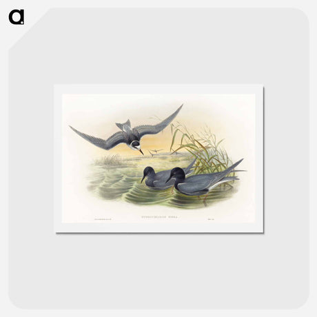 アートポストカード-Hydrochelidon nigra
 - ジョン グールド Postcard.