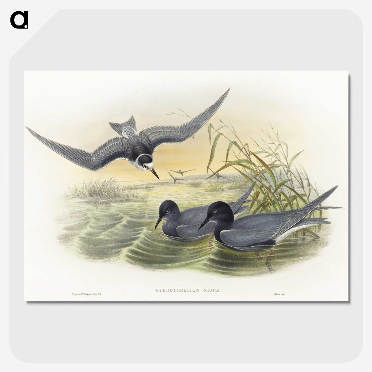 2-6_John-Gould_picture-crop