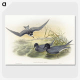 2-6_John-Gould_picture-crop