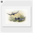 2-6_John-Gould_picture