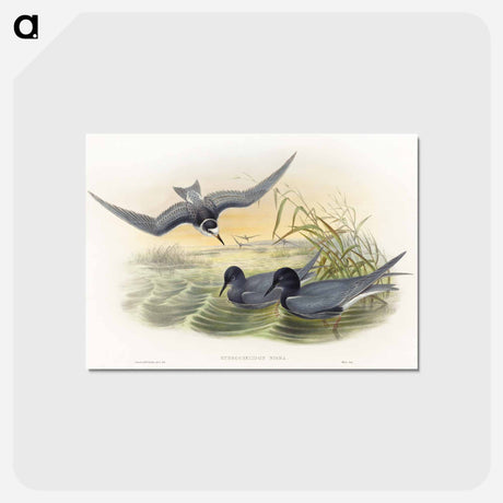 アートポストカード-Hydrochelidon nigra
 - ジョン グールド Postcard.