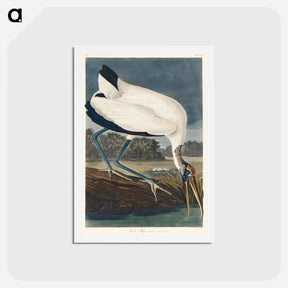 アートポストカード-Wood Ibis
 - ジョン ジェームス オーデュボン Postcard.