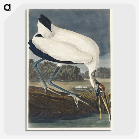 2-6_John-James-Audubon_picture-crop