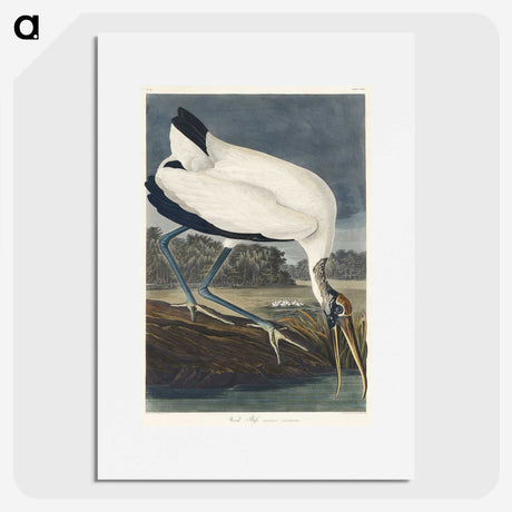 2-6_John-James-Audubon_picture