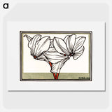 Cyclamen - Julie de Grague Poster.