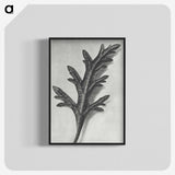 2-6_Karl-Blossfeldt_blk-crop