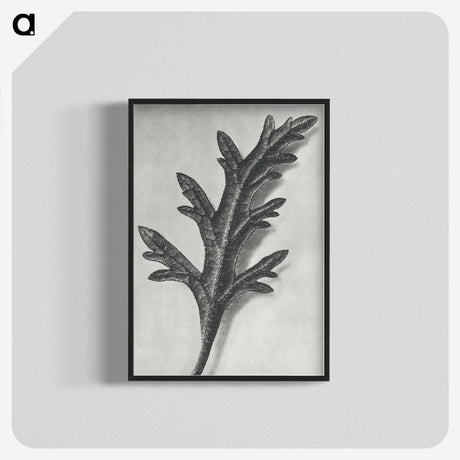 2-6_Karl-Blossfeldt_blk-crop