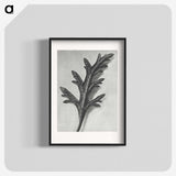 2-6_Karl-Blossfeldt_blk