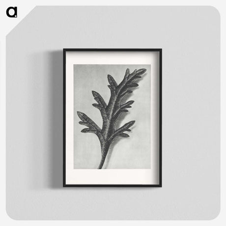 2-6_Karl-Blossfeldt_blk