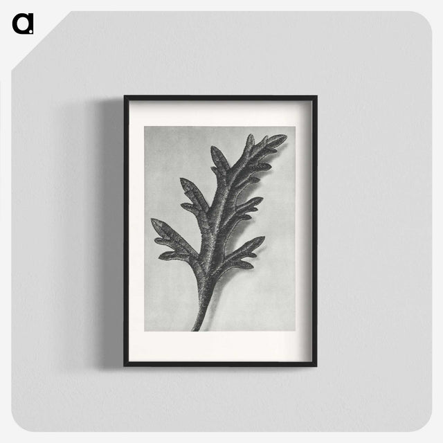 2-6_Karl-Blossfeldt_blk