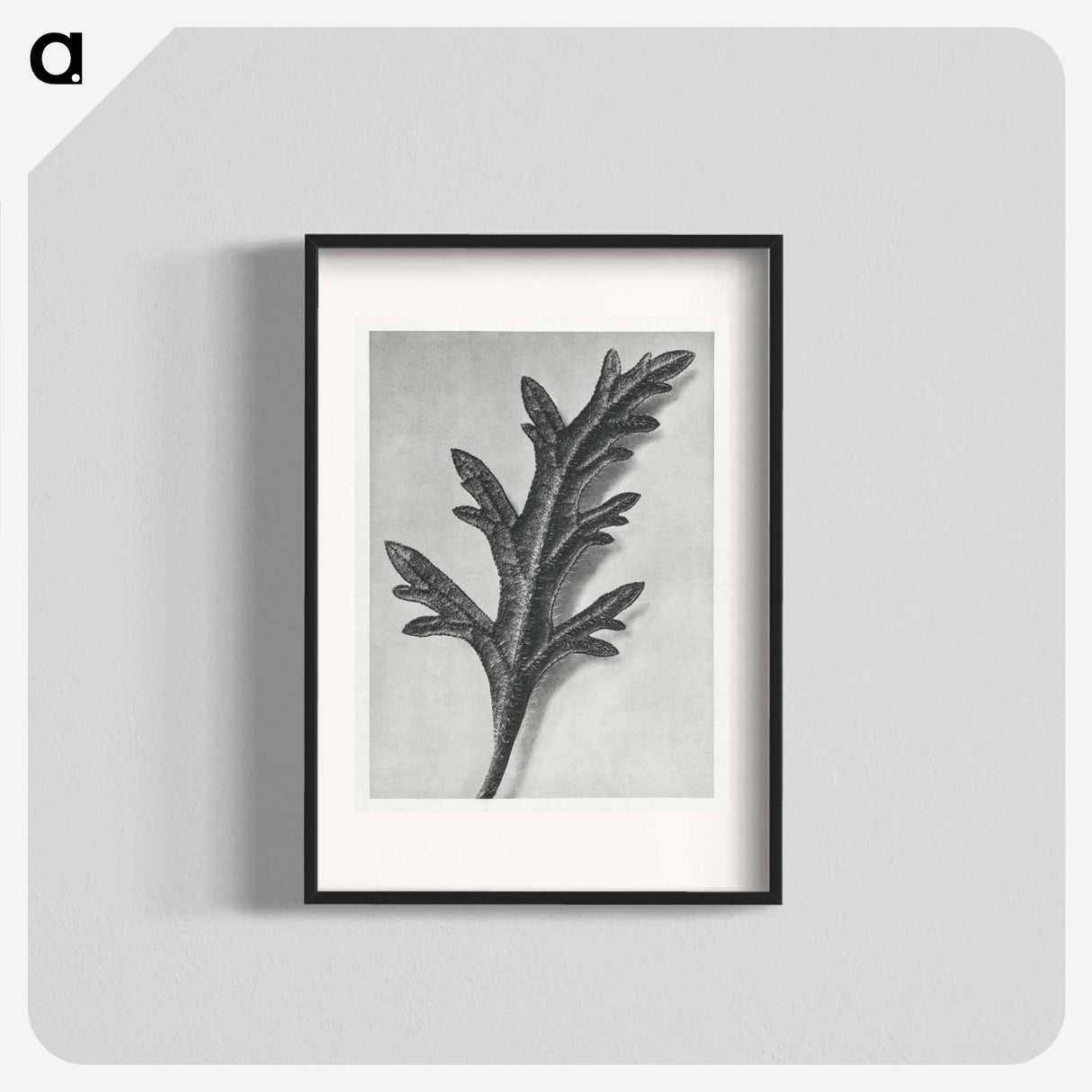 Verbena Canadensis - Karl Blossfeldt Poster.