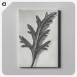 2-6_Karl-Blossfeldt_canvas