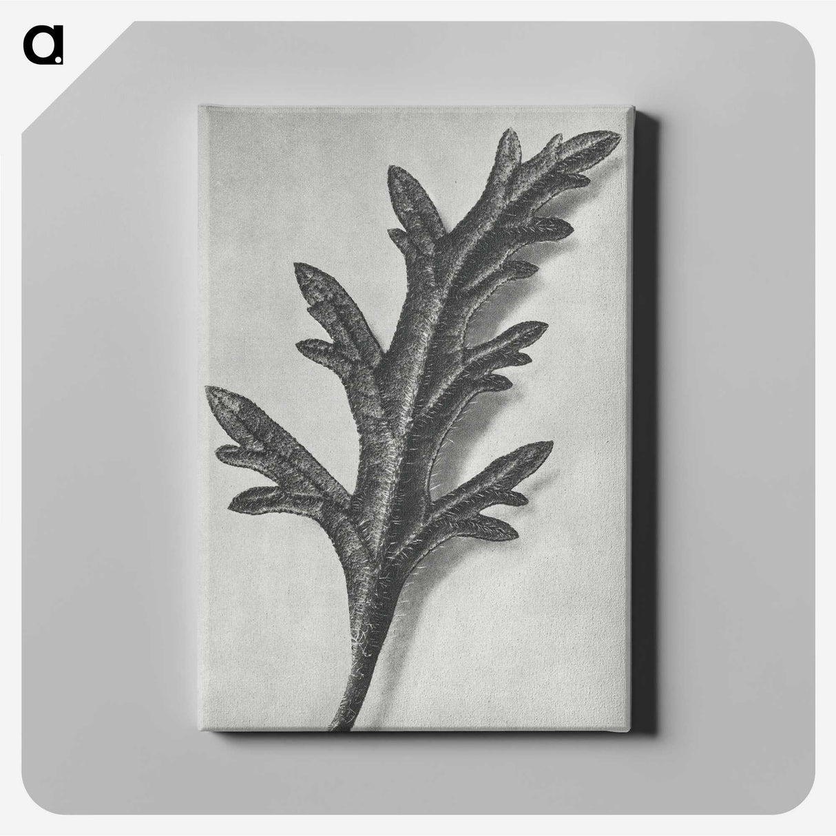 2-6_Karl-Blossfeldt_canvas