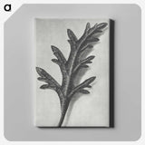 2-6_Karl-Blossfeldt_canvas