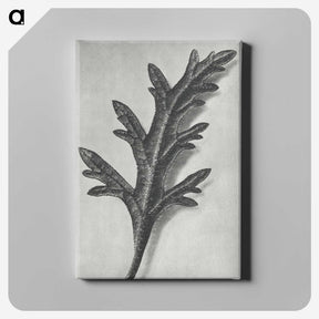 2-6_Karl-Blossfeldt_canvas