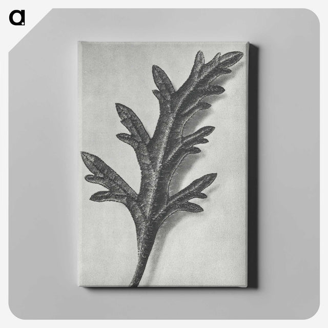 2-6_Karl-Blossfeldt_canvas
