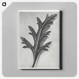 Verbena Canadensis - Karl Blossfeldt Canvas.