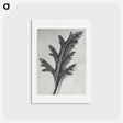 アートポストカード-Verbena Canadensis - カール ブロスフェルト Postcard.