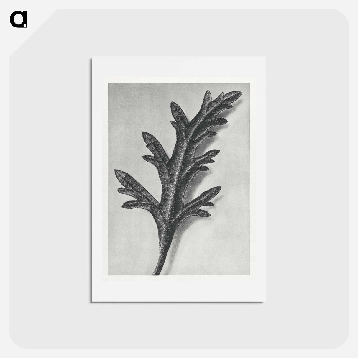 アートポストカード-Verbena Canadensis - カール ブロスフェルト Postcard.