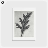 アートポストカード-Verbena Canadensis - カール ブロスフェルト Postcard.