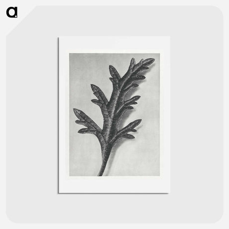 アートポストカード-Verbena Canadensis - カール ブロスフェルト Postcard.