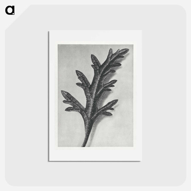 アートポストカード-Verbena Canadensis - カール ブロスフェルト Postcard.