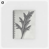 2-6_Karl-Blossfeldt_memo