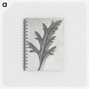 2-6_Karl-Blossfeldt_memo