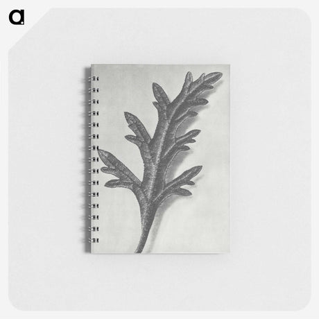 2-6_Karl-Blossfeldt_memo