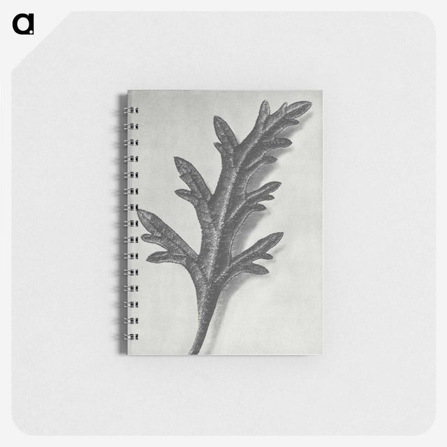 2-6_Karl-Blossfeldt_memo