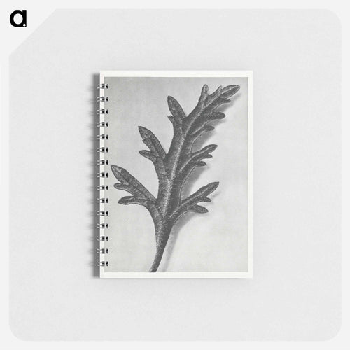 Verbena Canadensis - Karl Blossfeldt Memo.