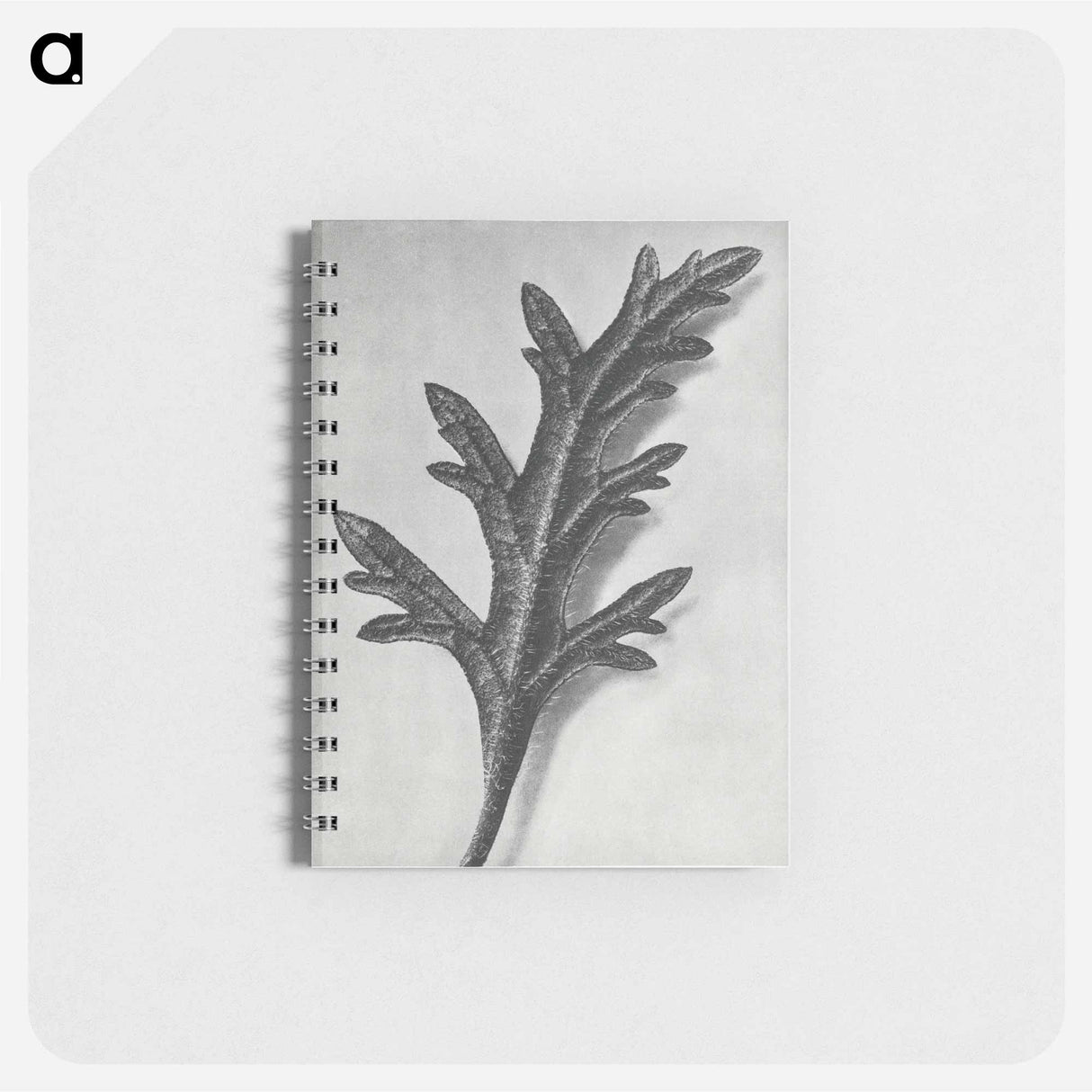 アートメモ帳-Verbena Canadensis - カール ブロスフェルト Memo.