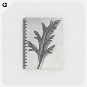 アートメモ帳-Verbena Canadensis - カール ブロスフェルト Memo.