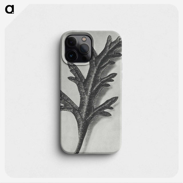 2-6_Karl-Blossfeldt_phone