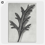 2-6_Karl-Blossfeldt_picture-crop