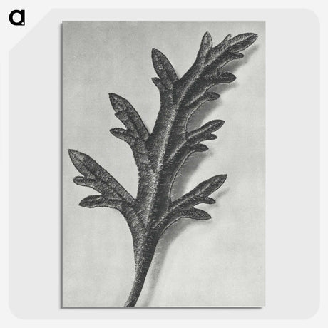 2-6_Karl-Blossfeldt_picture-crop