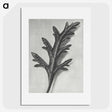 2-6_Karl-Blossfeldt_picture